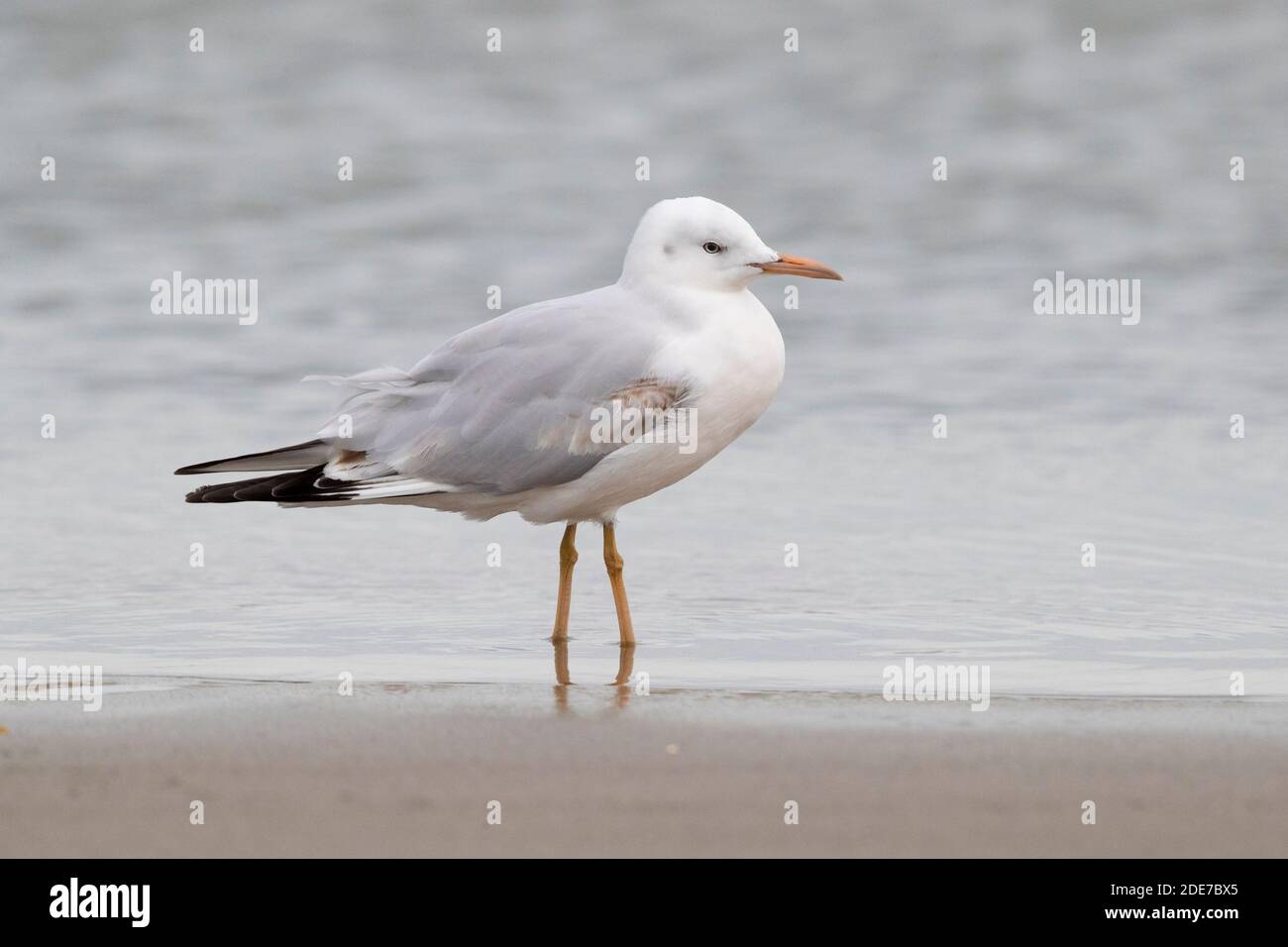 Slender-billed Gull (Chroicocephalus genei), side view of a juvenile standing on the shore, Campania, Italy Stock Photo