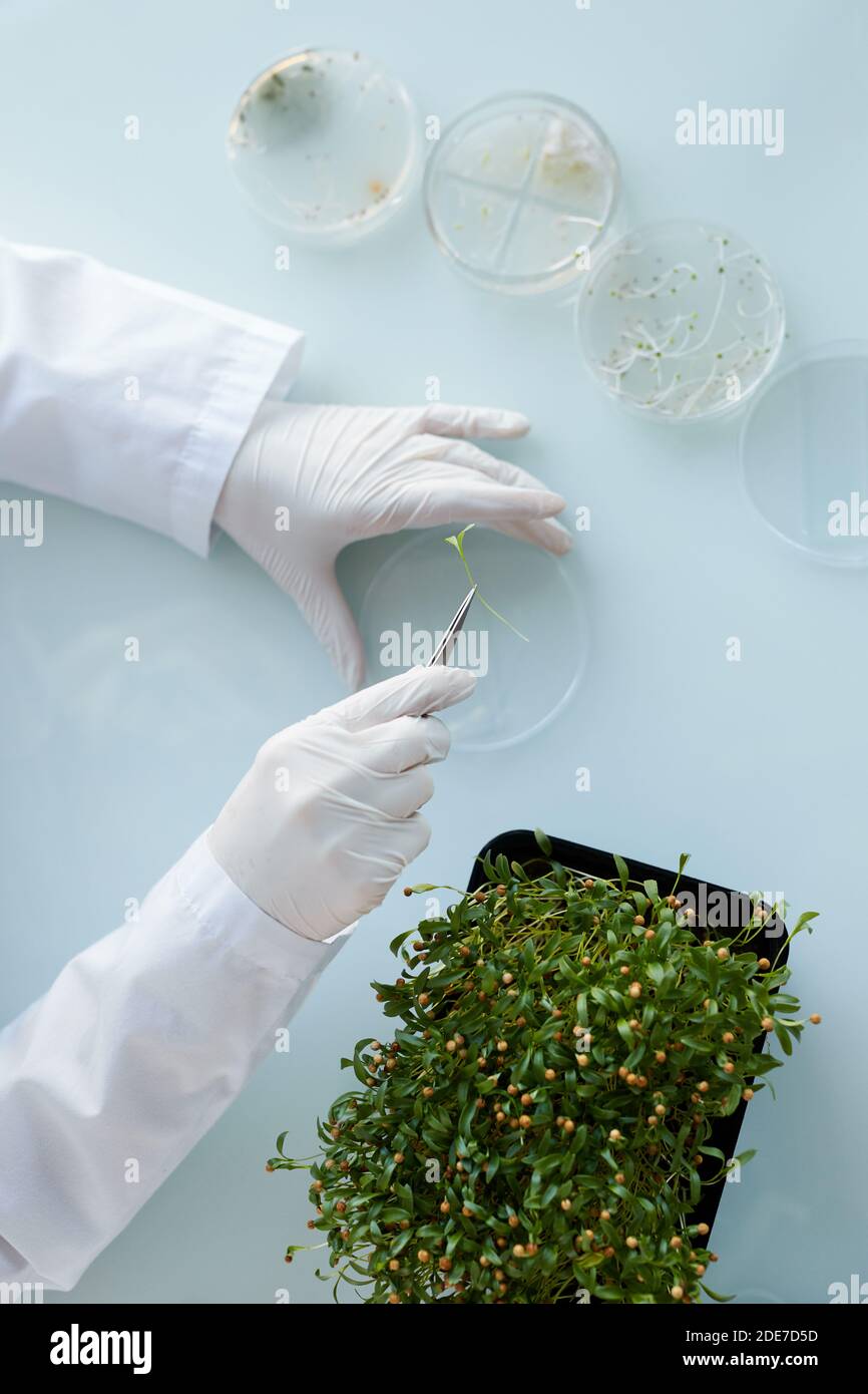 Top view close up of unrecognizable female scientist studying plant samples in petri dish while working at biotechnology lab, copy space Stock Photo