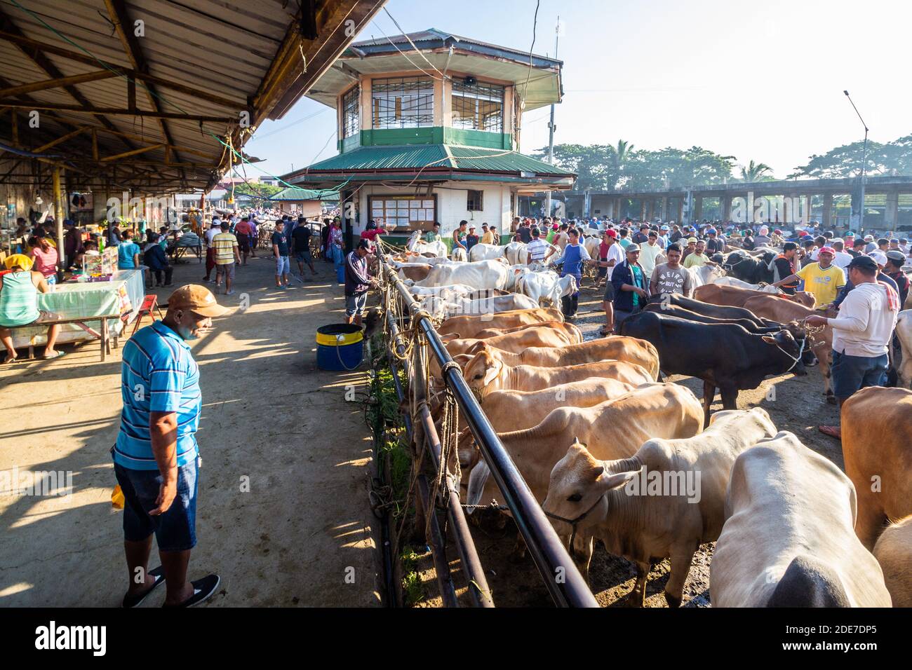 Cattle sold at the Padre Garcia Livestock Auction Market in Batangas