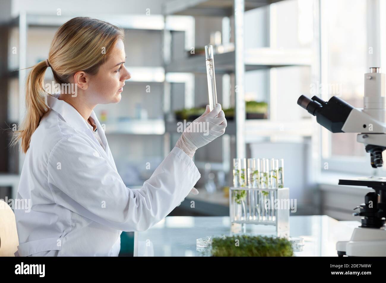 Side view portrait of young female scientist holding test tube with plant samples while working on research in biotechnology lab, copy space Stock Photo