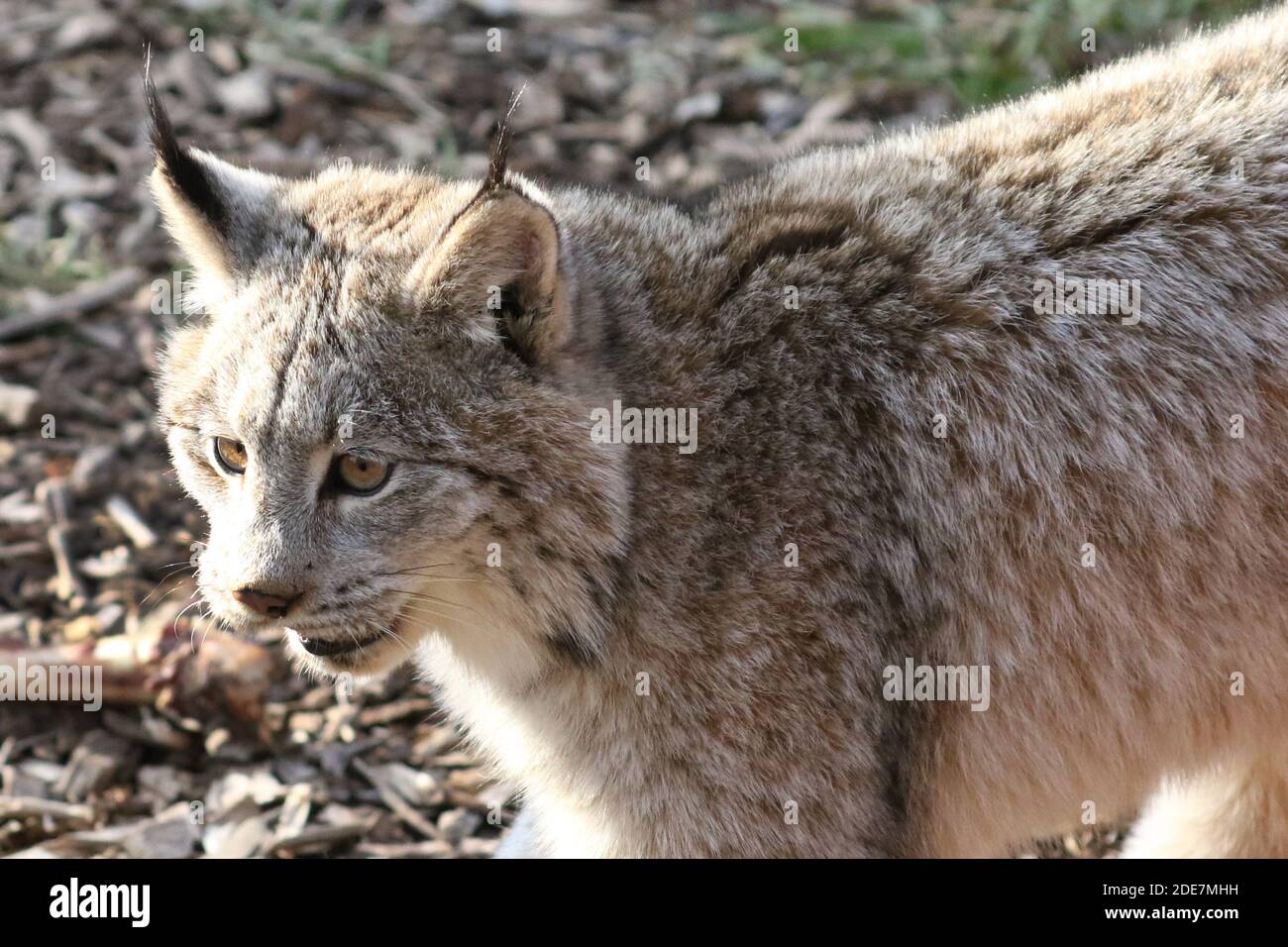 Canadian Lynx in captivity Stock Photo