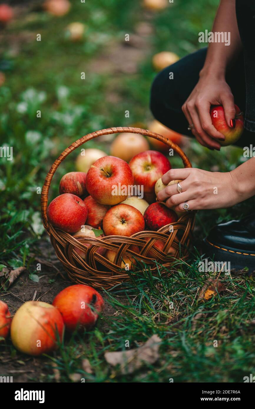 Unrecognizable woman picking up ripe red apple fruits in green garden. Organic lifestyle, agriculture, gardener occupation Stock Photo