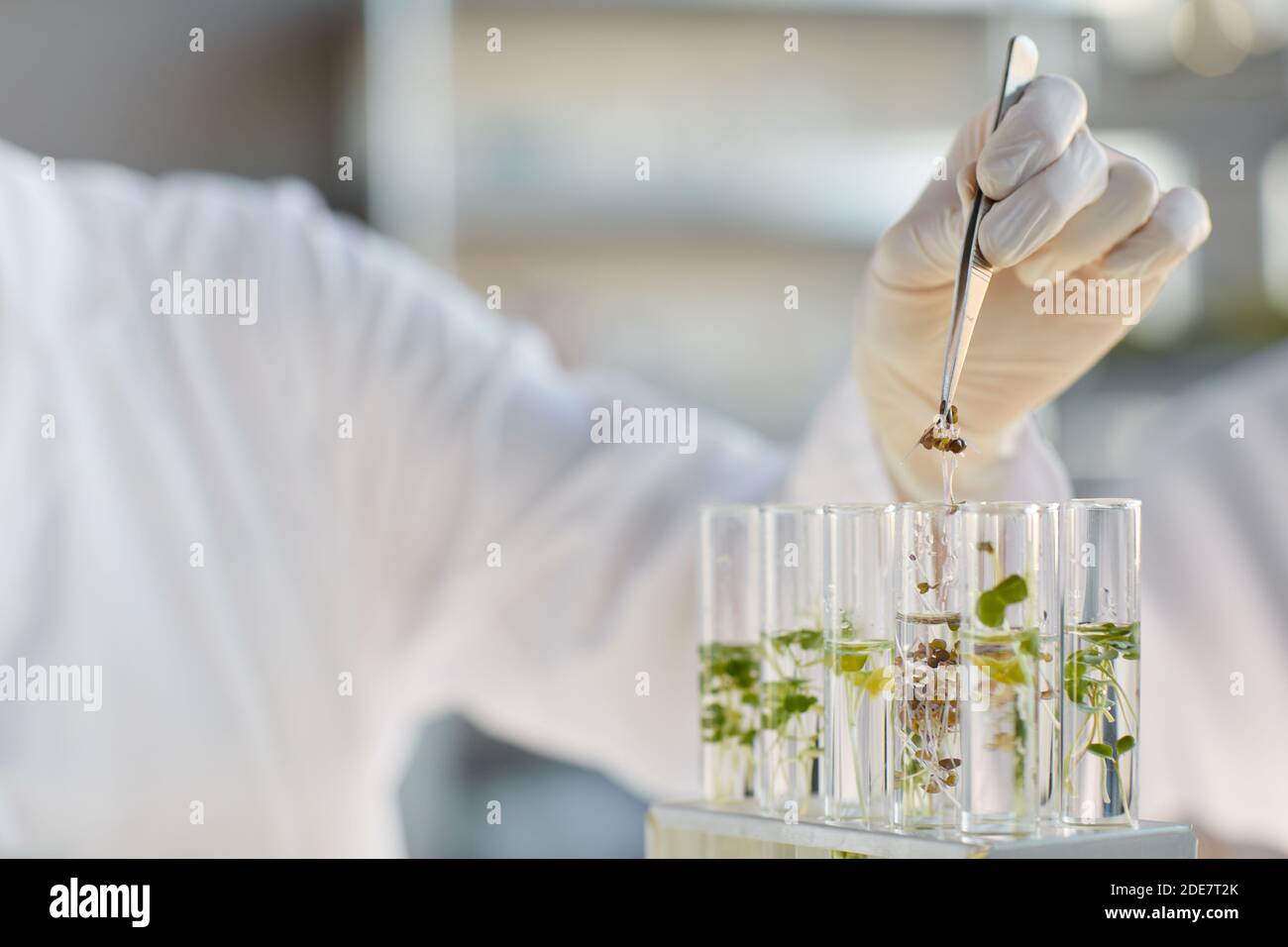 Close up of unrecognizable female scientist working with test tubes and plant samples while doing experiments in biotechnology lab, copy space Stock Photo