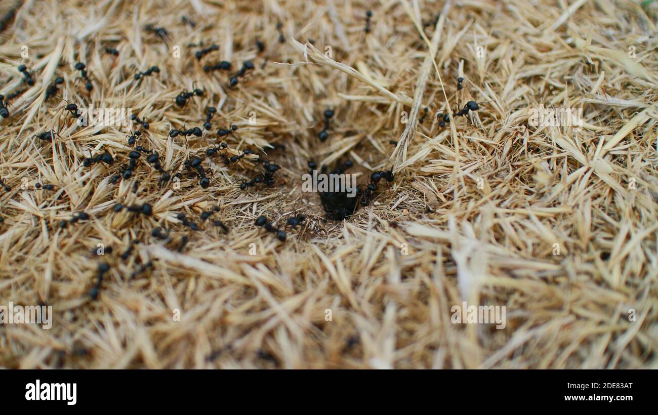 black ants running in a pile of yellow hay. insects Stock Photo - Alamy