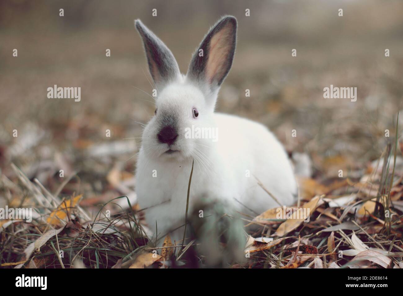 White rabbit with black ears on yellow leafs looking Stock Photo