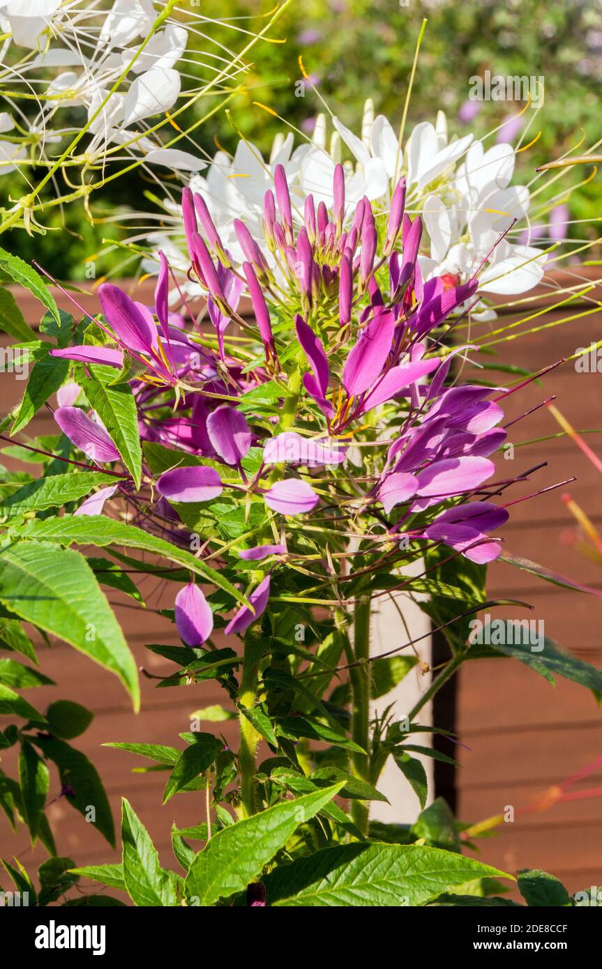 Cleome hassleriana or Cleome spinosa of gardens Spider Plant. A close up of an annual plant that is best in full sun and is half hardy frost tender Stock Photo