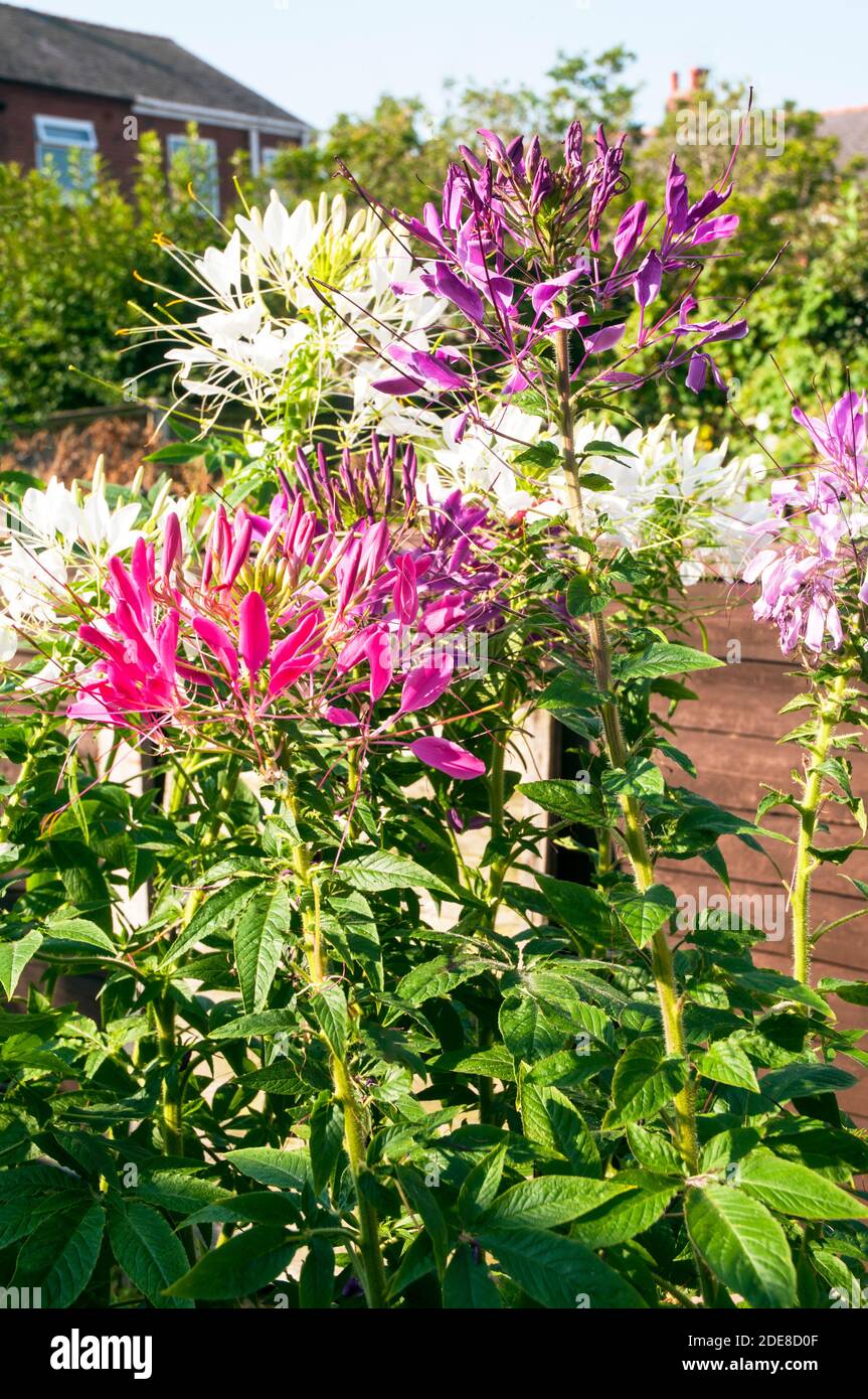 Cleome hassleriana or Cleome spinosa of gardens Spider Plant. A close up of  an annual plant that is best in full sun and is half hardy frost tender  Stock Photo - Alamy