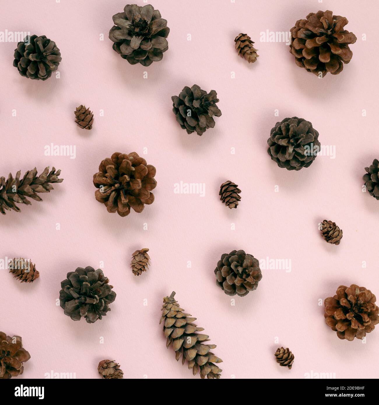 Pine cones pattern background. flat lay, top view Stock Photo