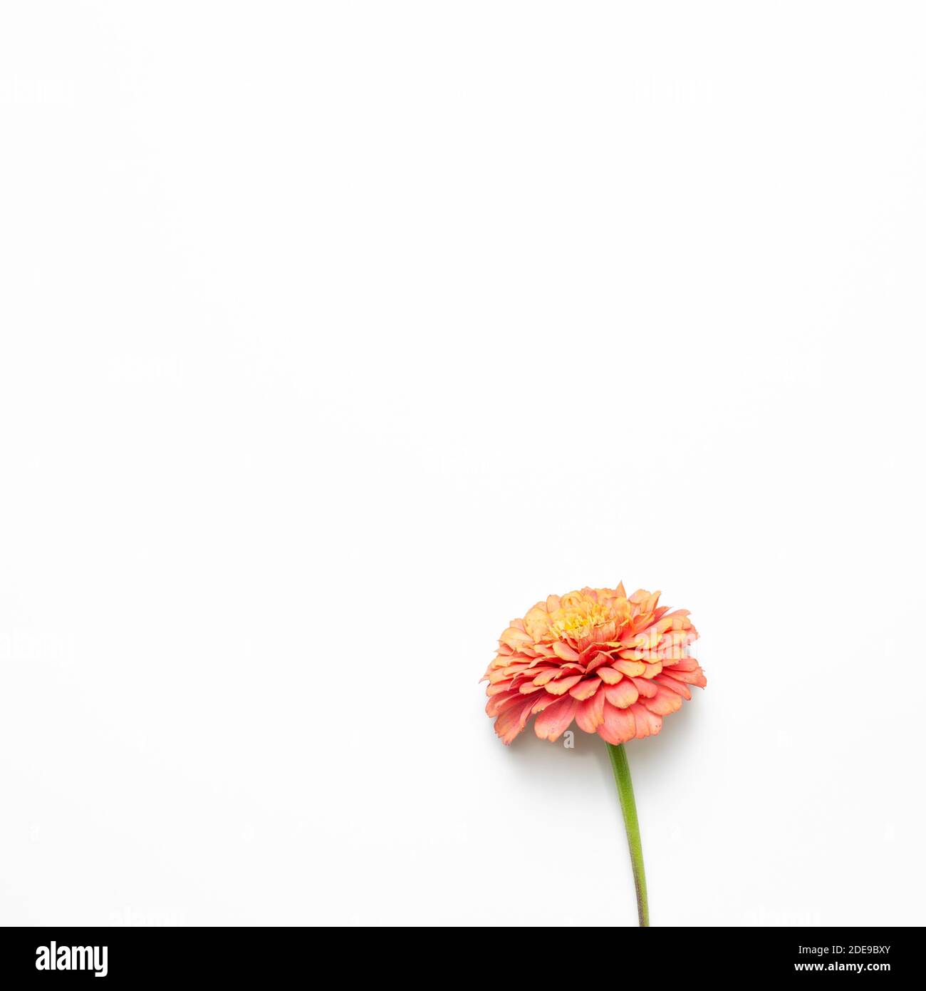 Top view pink chrysanthemum hi-res stock photography and images - Alamy