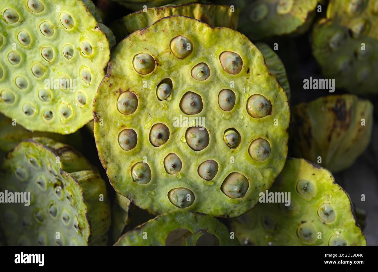 Seed heads of lotus plants, Nelumbo nucifera, for sale at a street