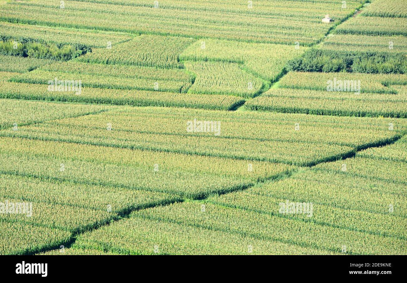 Maize crops mature in farmers fields near the city of Xuanhua, in Hebei province, China Stock Photo