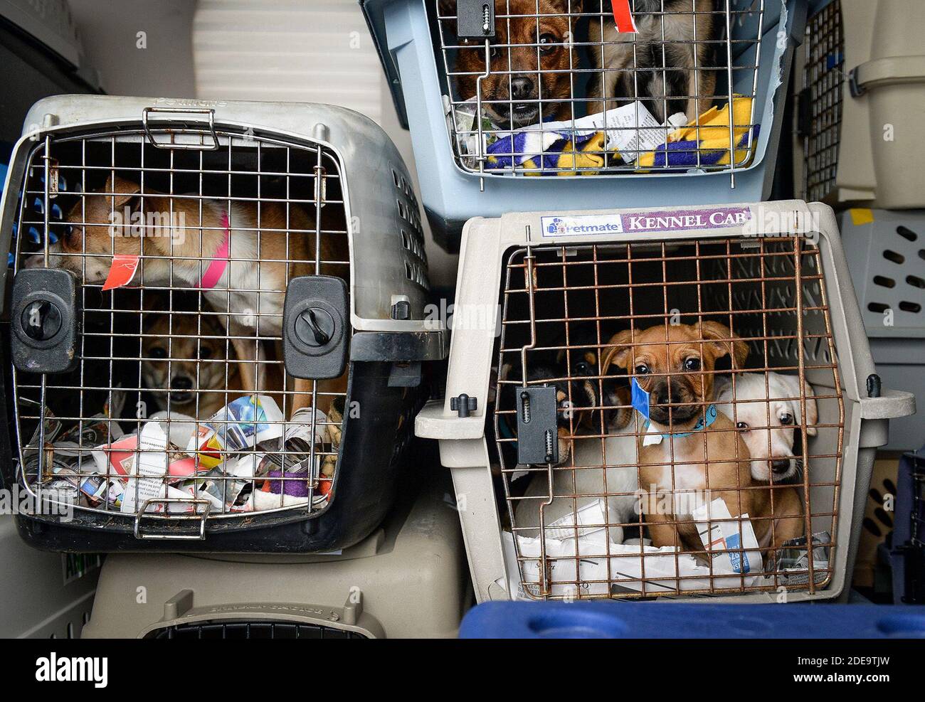 NO FILM, NO VIDEO, NO TV, NO DOCUMENTARY - Crates with small breed shelter  dogs are stacked up inside the cargo area of a Pilatus TC12 turbo prop  plane to be transported