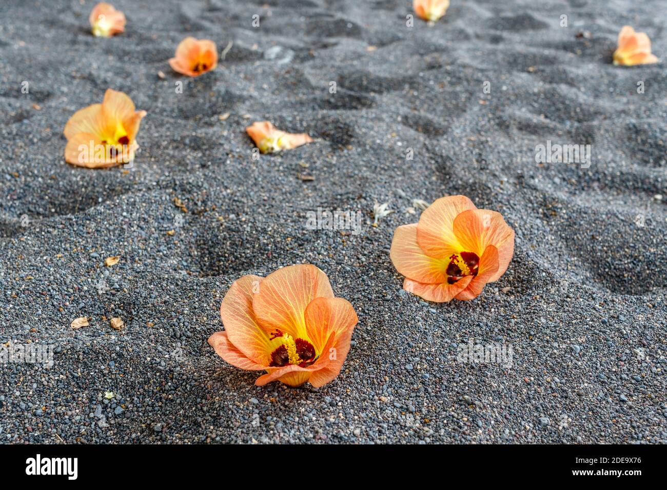 Fallen flowers of Hibiscus Tiliaceus or Sea hibiscus, (beach hibiscus, coastal cottonwood) on the dark sand of Amed. Karangasem, Bali, Indonesia Stock Photo