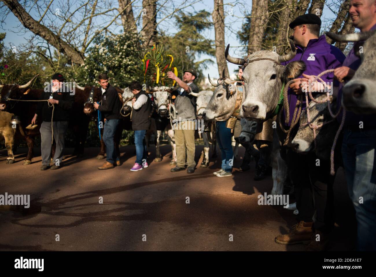 Farmers and cows pose at the ButtesChaumont park in Paris on February