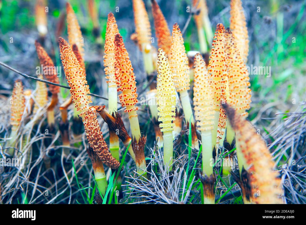 Fungus flowers , plants and grass in the autumn . Pleuricospora plants details Stock Photo
