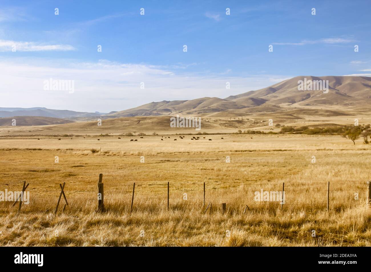 Patagonian steppe in Neuquen, Argentina, near the Andes. Stock Photo