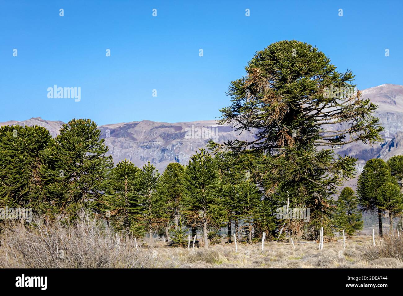 Araucaria forest in the central and northern region of the Neuquen province in Argentine. Stock Photo