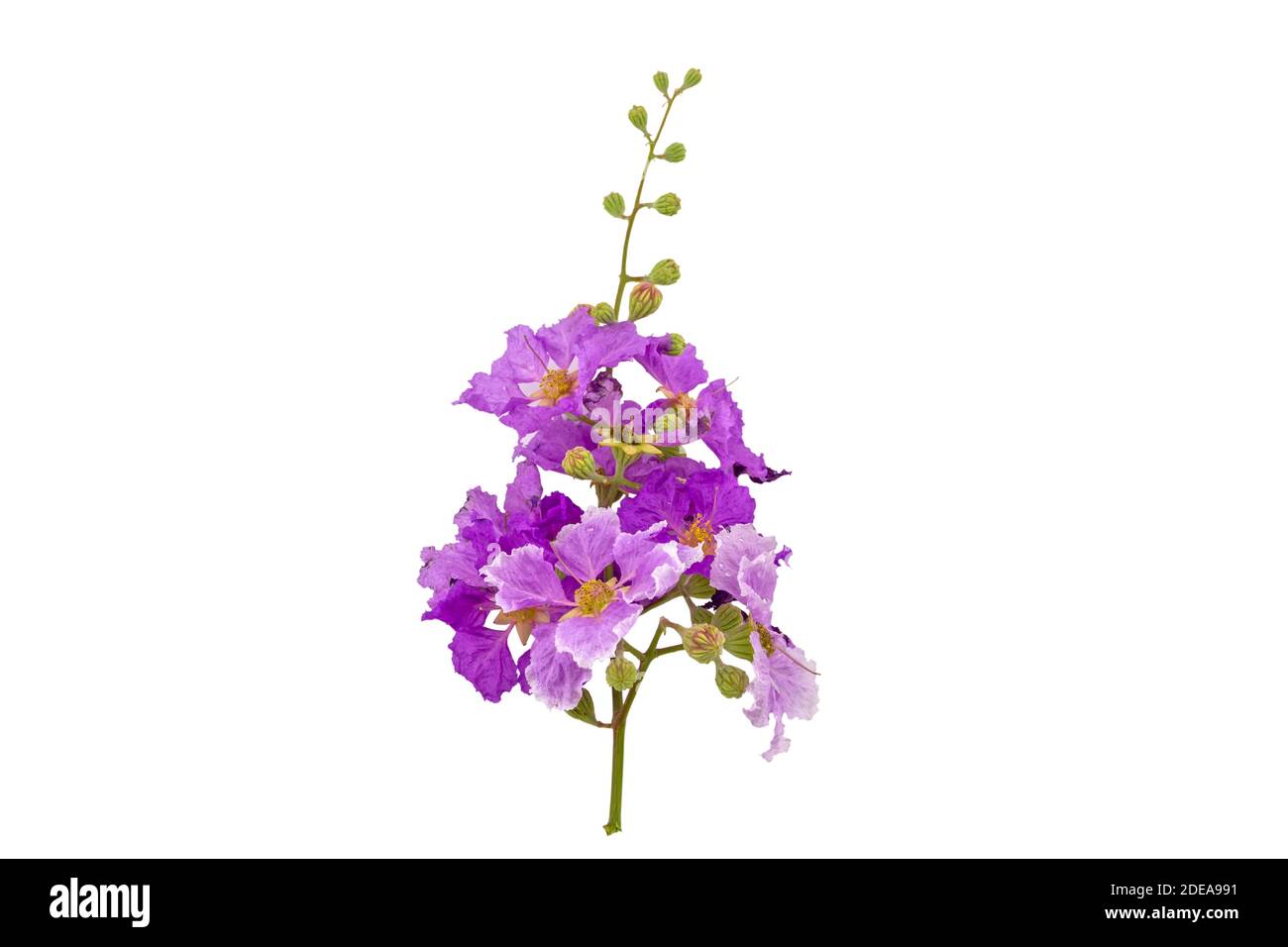 Queens crape myrtle flowers or Queen's flower, Lagerstroemia inermis Pers,Pride of India, Jarul isolated on white background.Saved with clipping path. Stock Photo