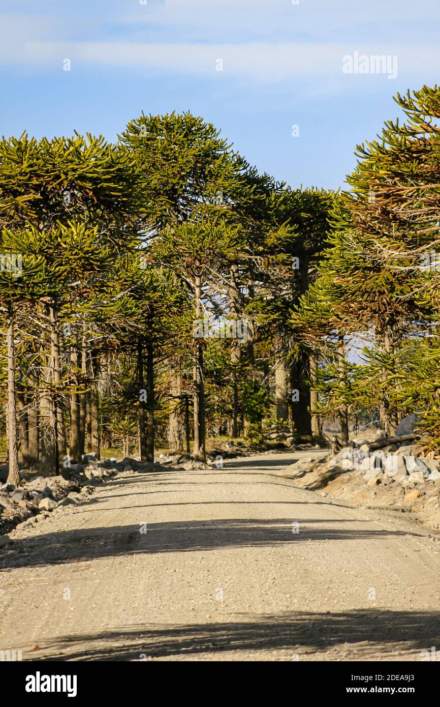 Road to Lake Tromen crossing a Araucaria forest in the south of the Province of Neuquen in Argentine Patagonia. Stock Photo