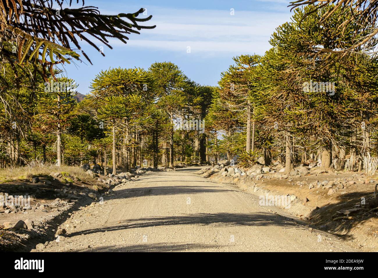Road to Lake Tromen crossing a Araucaria forest in the south of the Province of Neuquen in Argentine Patagonia. Stock Photo