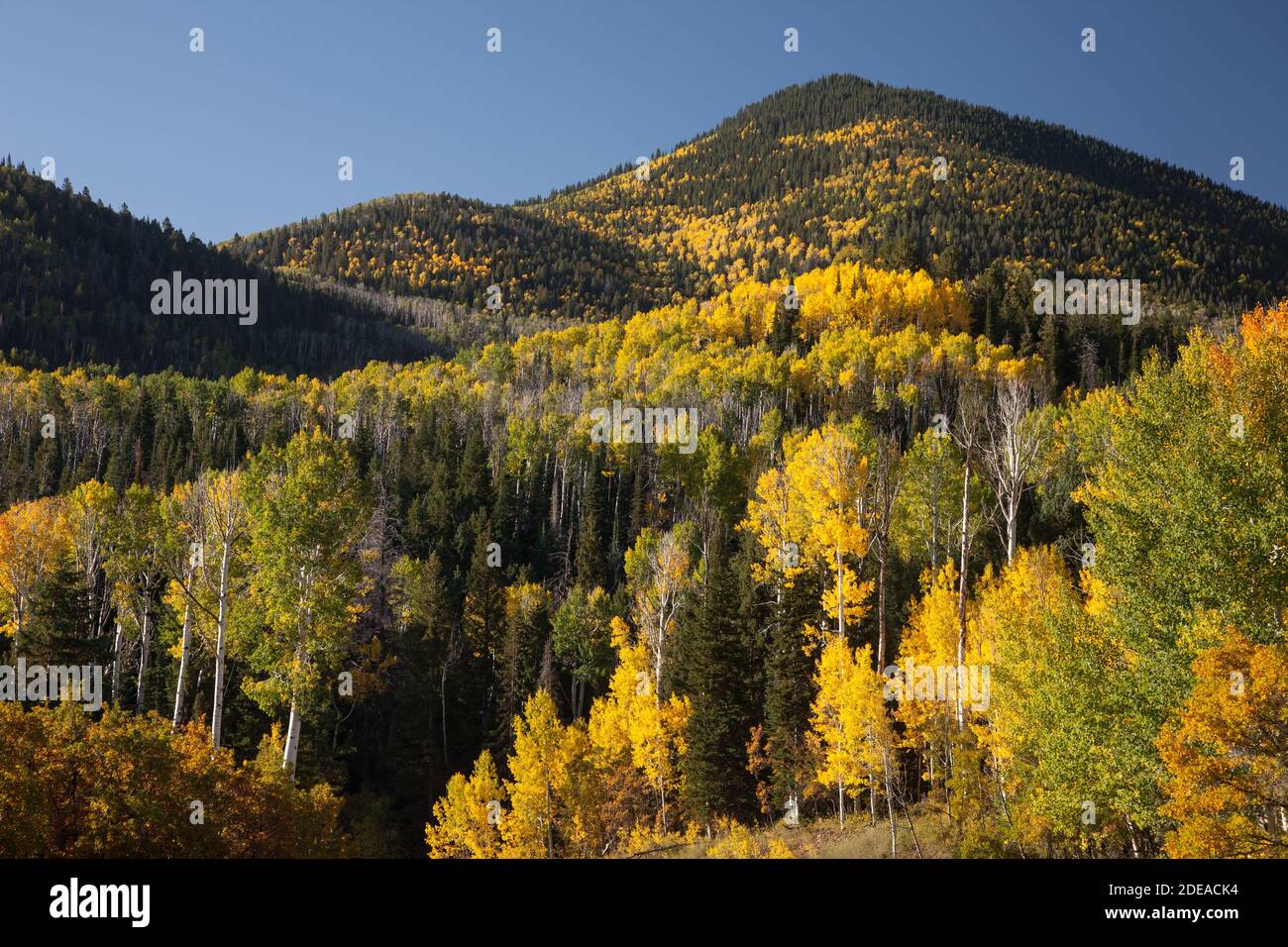Quaking aspen trees in fall colors in the MantiLa Sal National Forest