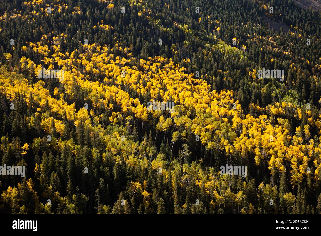 Quaking aspen trees in fall colors in the MantiLa Sal National Forest