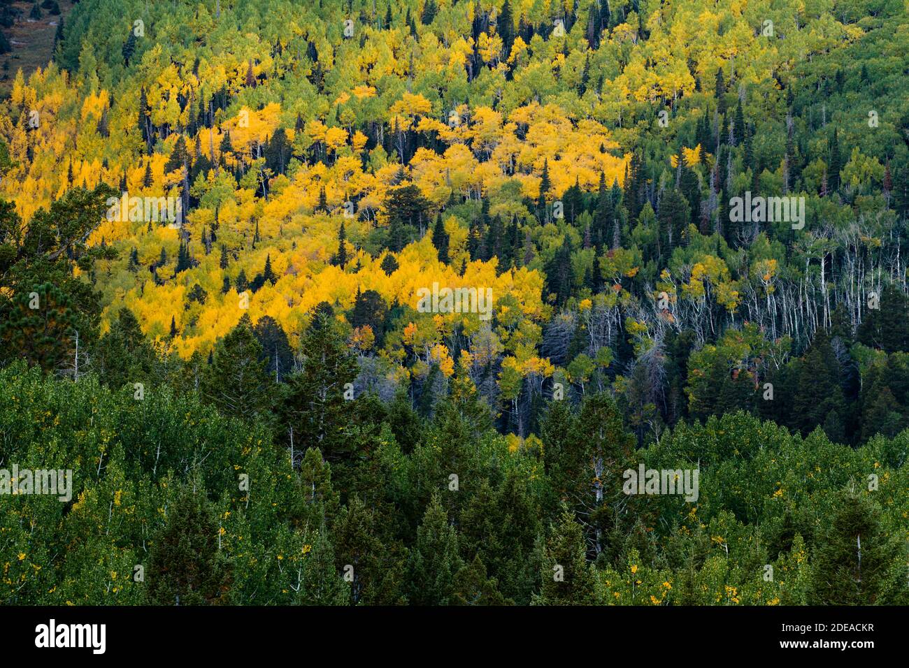 Quaking aspen trees in fall colors in the MantiLa Sal National Forest