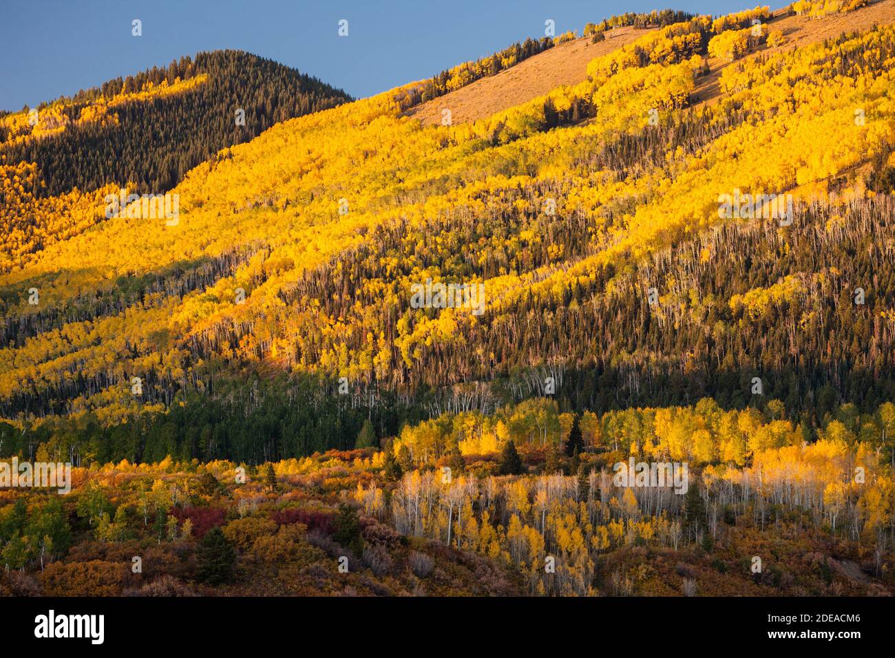 Quaking aspen trees in fall colors in the MantiLa Sal National Forest
