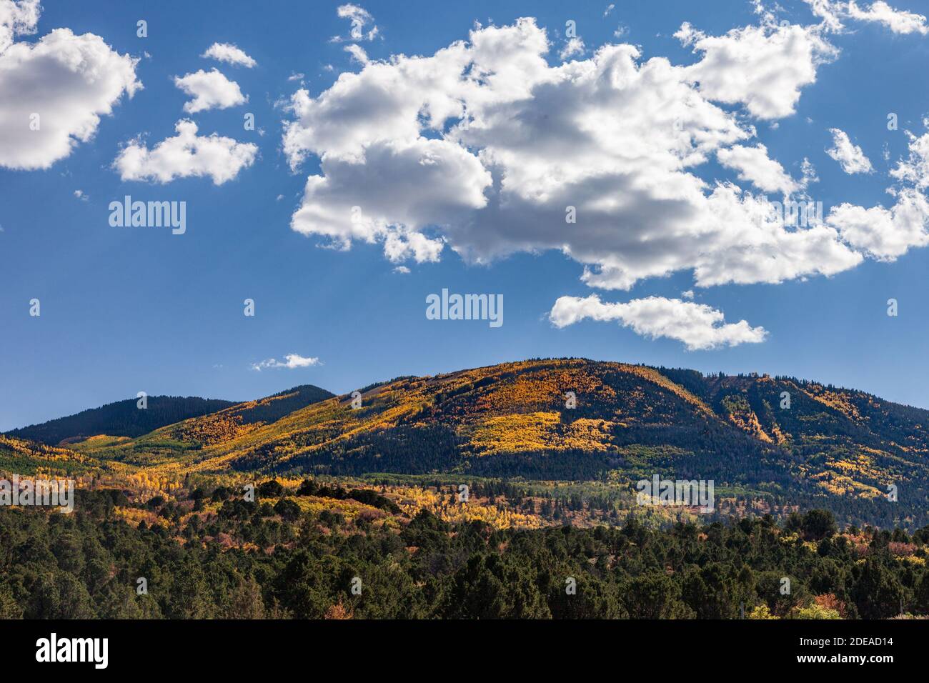 Quaking aspen trees in fall colors in the MantiLa Sal National Forest
