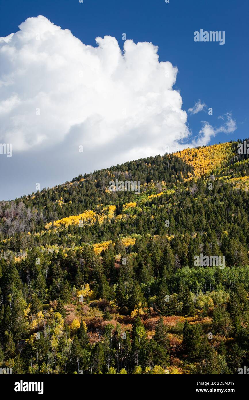 Quaking aspen trees in fall colors in the MantiLa Sal National Forest