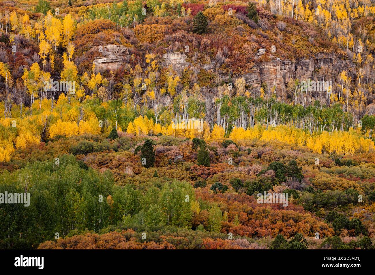 Quaking aspen trees in fall colors in the MantiLa Sal National Forest