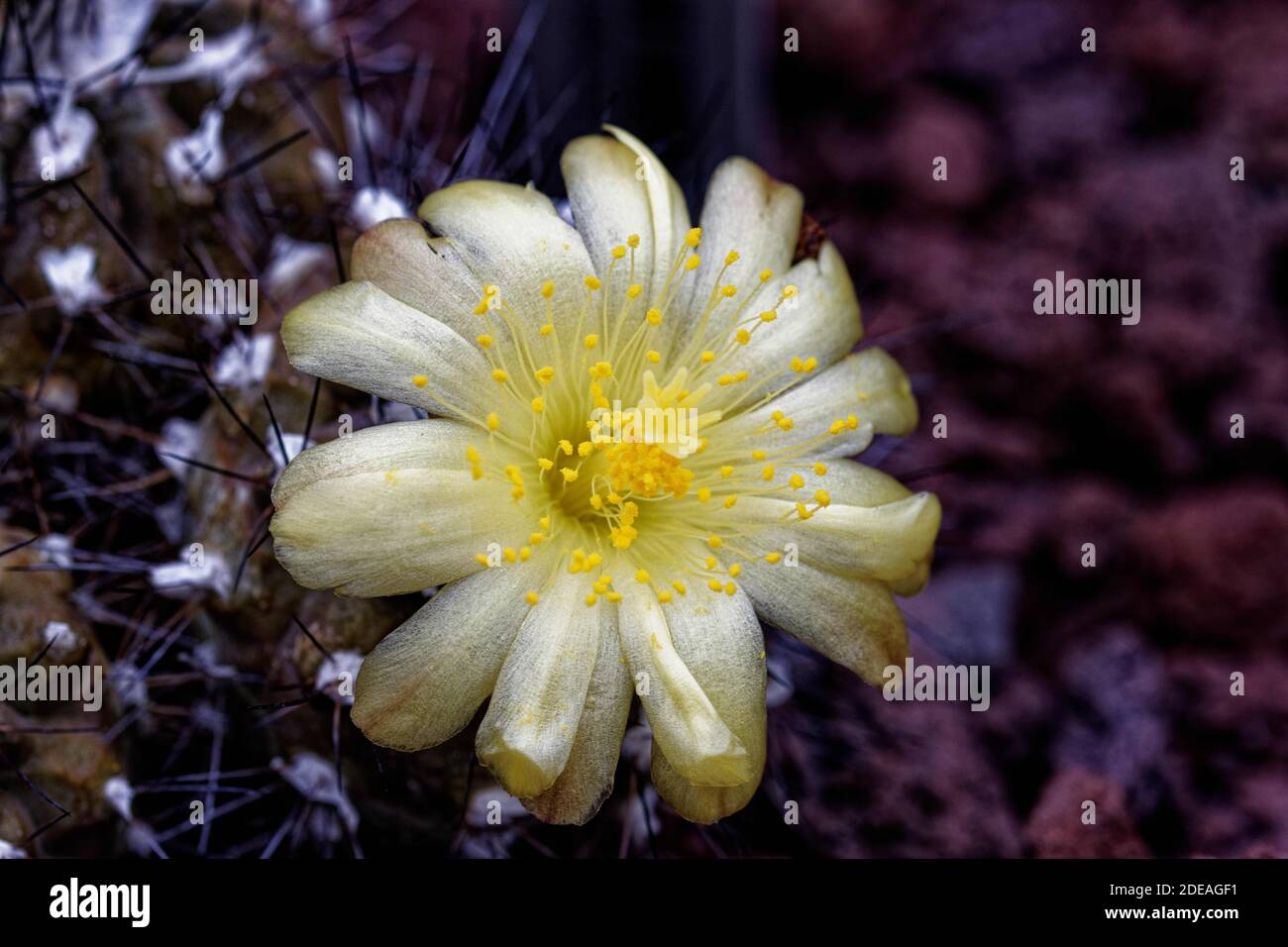 Copiapoa fiedleriana: Flowers are yellow, 2.5-3 cm long. Inner tepals lemon-yellow, outer tepals with a red central stripe on the tip. Stock Photo