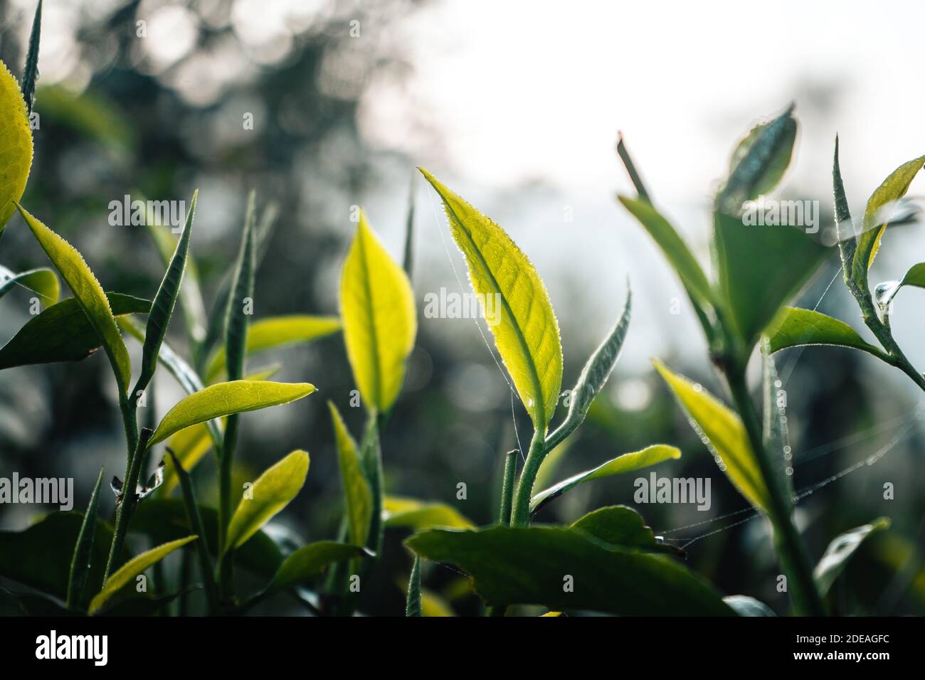 Green tea sprouts At the farm in the morning Stock Photo Alamy