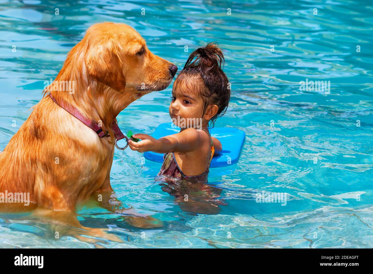 How To Play With Labrador