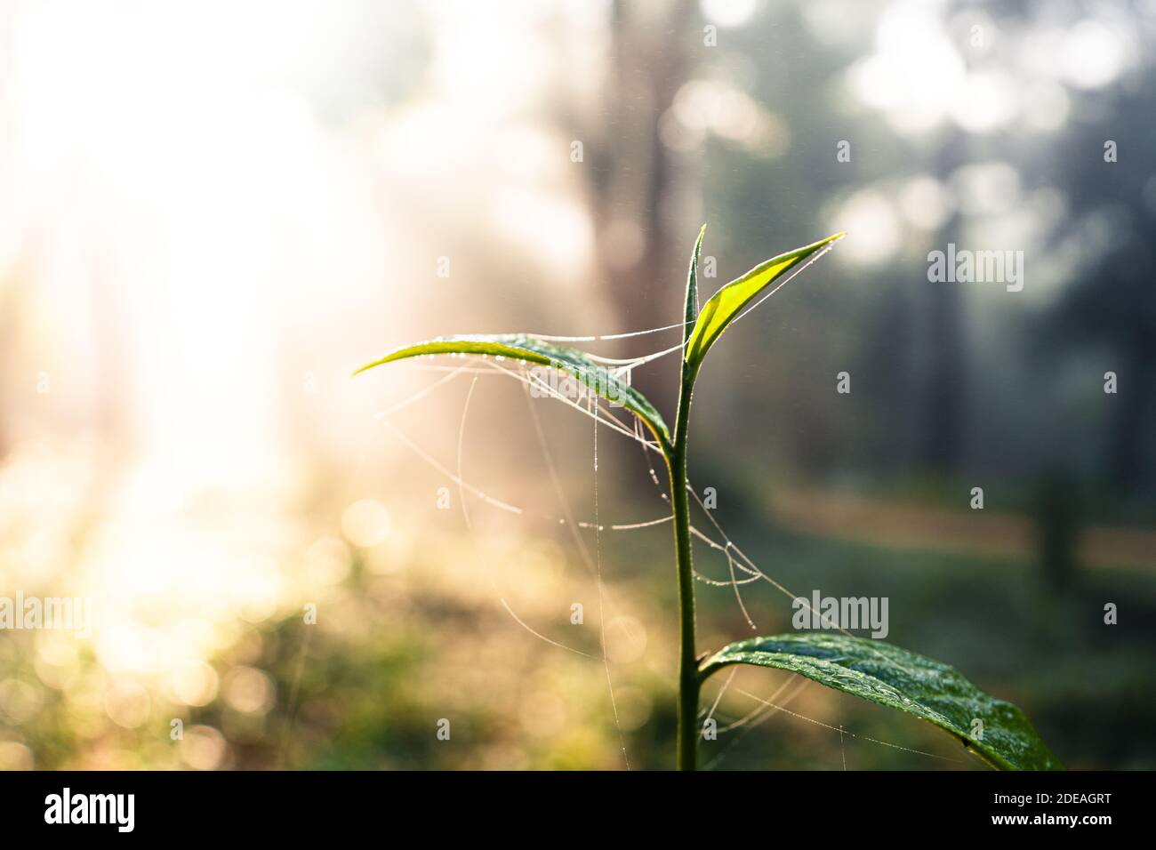 Green tea sprouts At the farm in the morning Stock Photo - Alamy