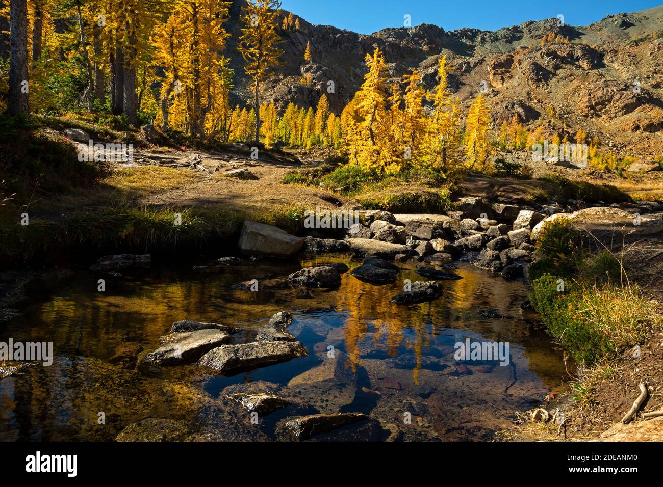 Groves of subalpine larch hi-res stock photography and images - Alamy