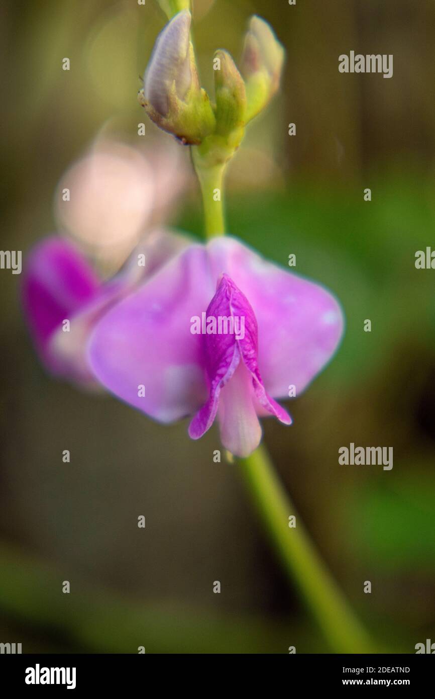 Flower of a hyacinth bean, Lablab purpureus from Asia Stock Photo