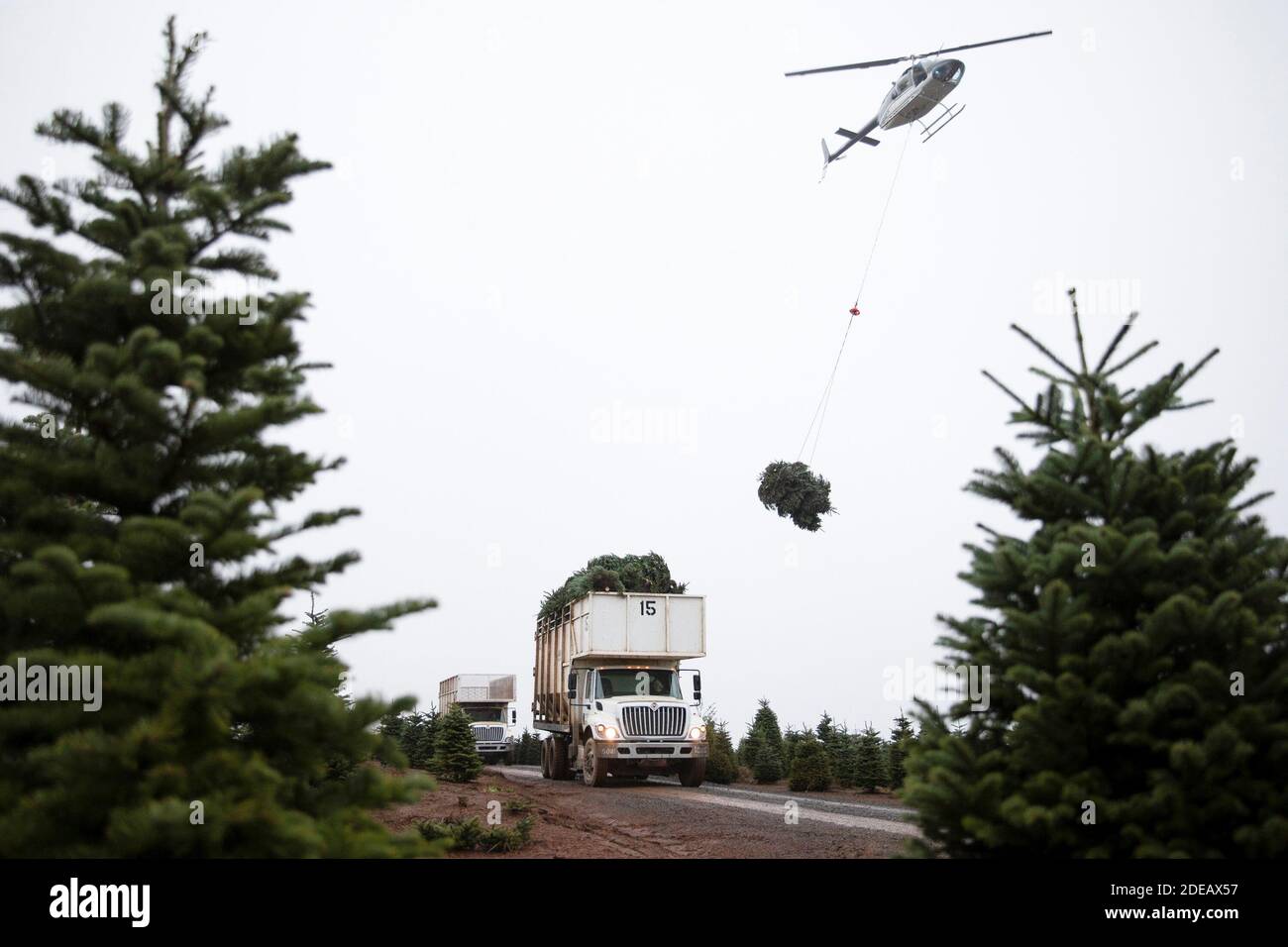 Christmas Trees Are Harvested Using A Helicopter At Noble Mountain Tree Farm In Salem Oregon U S November 29 2020 Noble Mountain Tree Farm Is One Of The Largest Christmas Tree Farms In