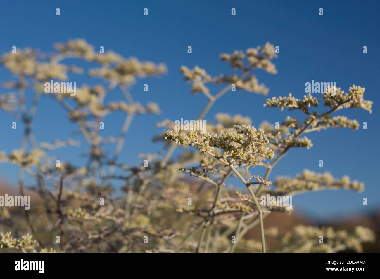 White blooms, Yucca Buckwheat, Eriogonum Plumatella, Polygonaceae, native subshrub, Pioneertown Mountains Preserve, South Mojave Desert, Summer. Stock Photo
