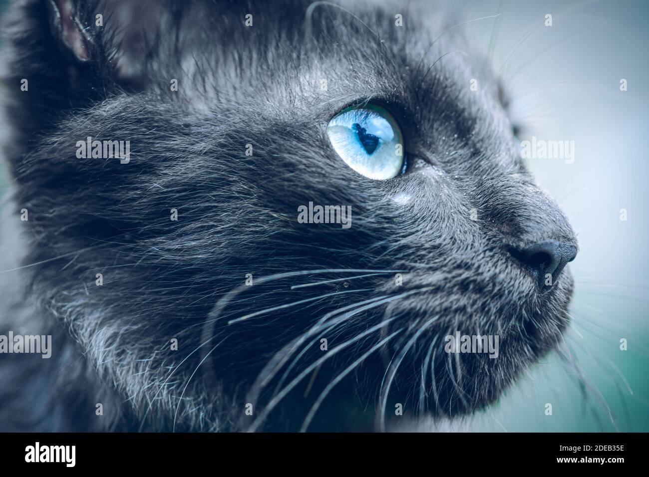 Dark ferocious-looking face, looking up cats eye macro close up photograph, blue eyes long hair, and dark black skin. Stock Photo
