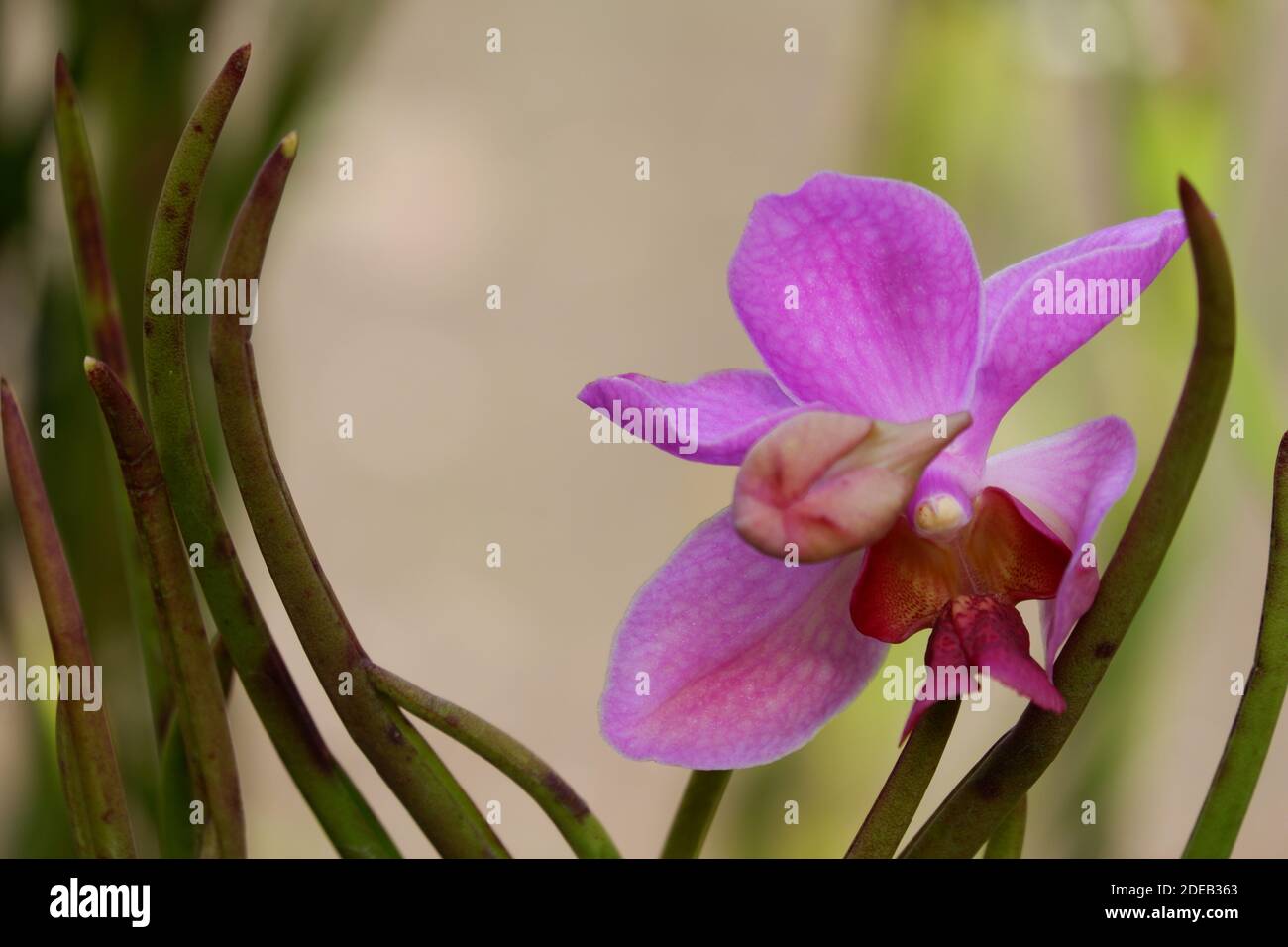 close up image of beautiful vanda douglas purple orchid with isolated blur background Stock Photo