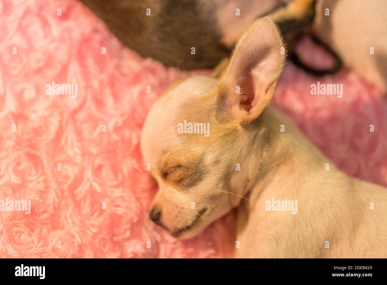 Baby applehead best sale chihuahua