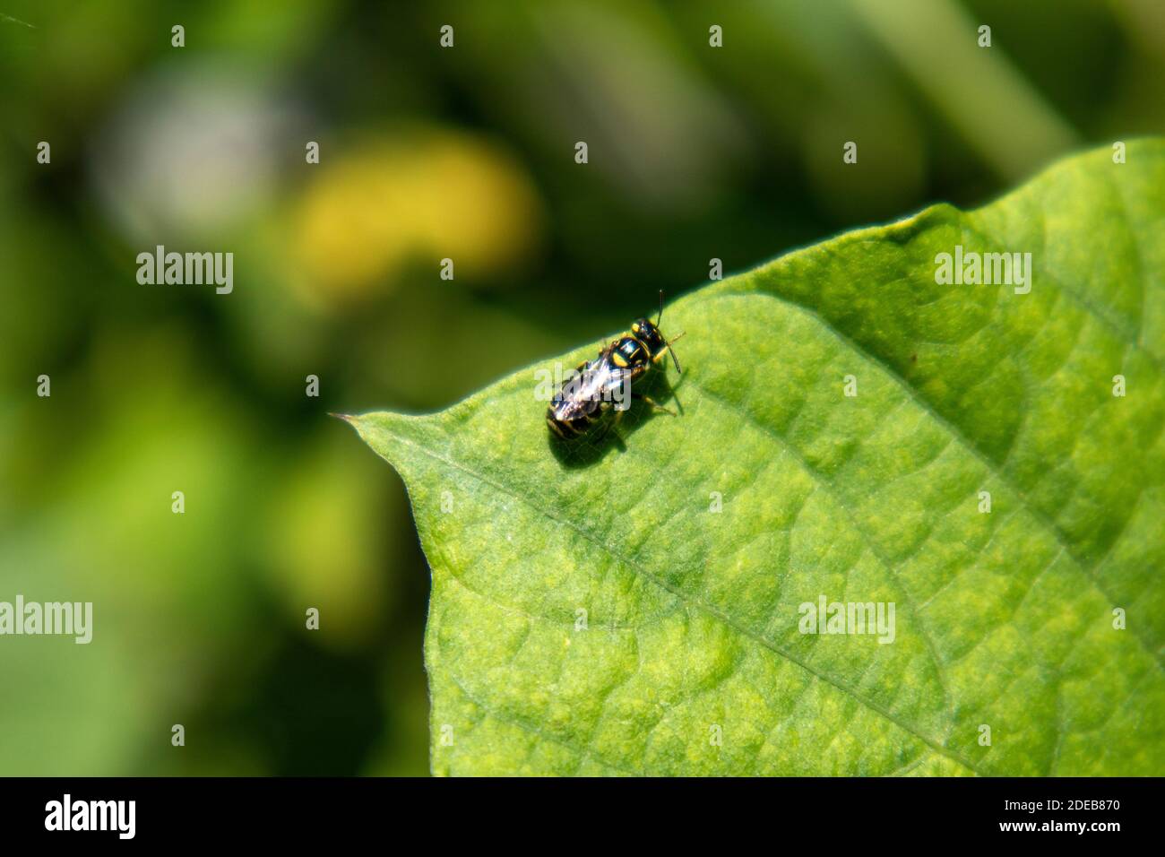 Insect Life In Rainforest High Resolution Stock Photography And Images Alamy Insect Life In Rainforest High Resolution Stock Photography And Images Alamy