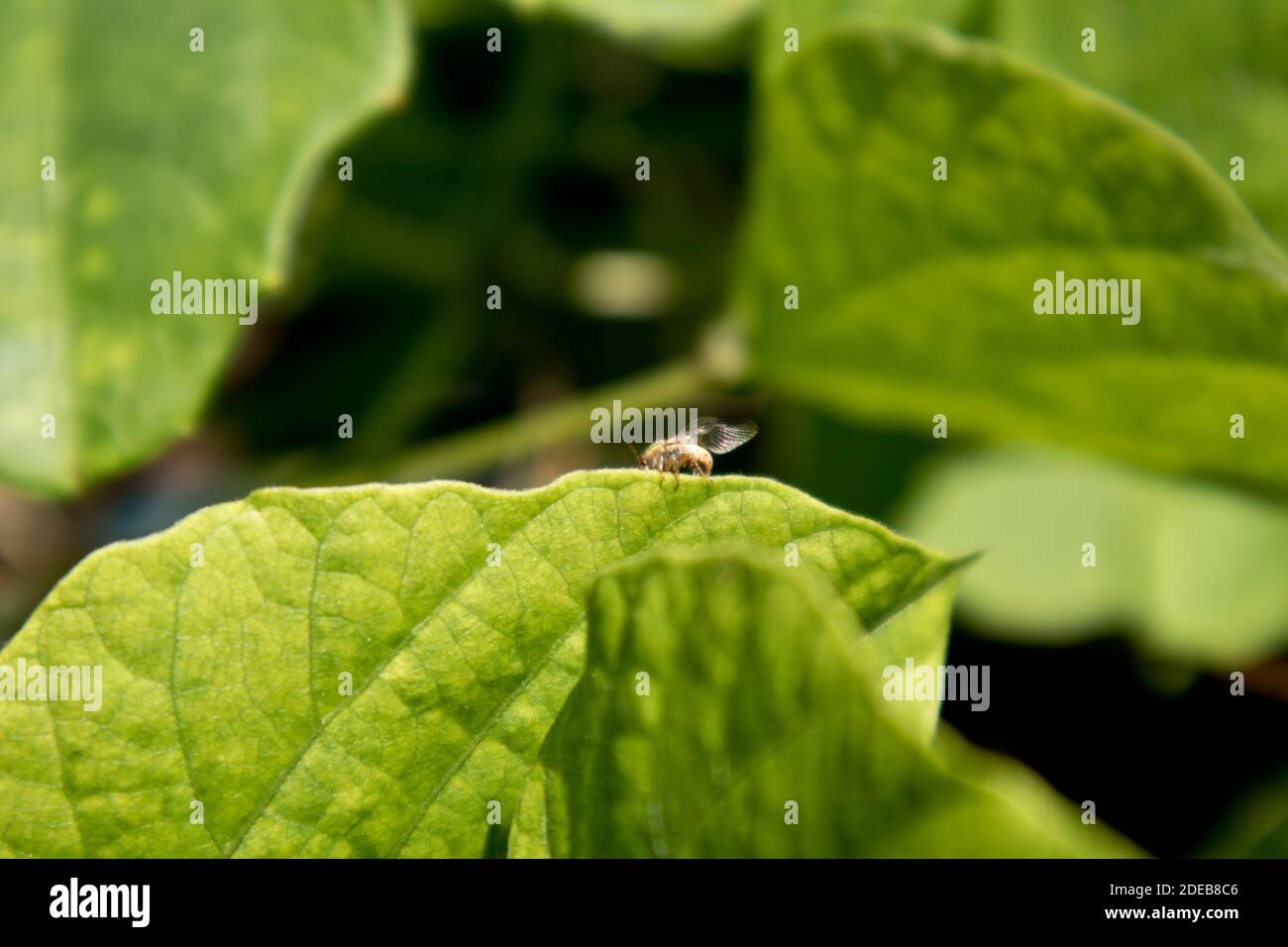 Jungle theme background hi-res stock photography and images - Alamy