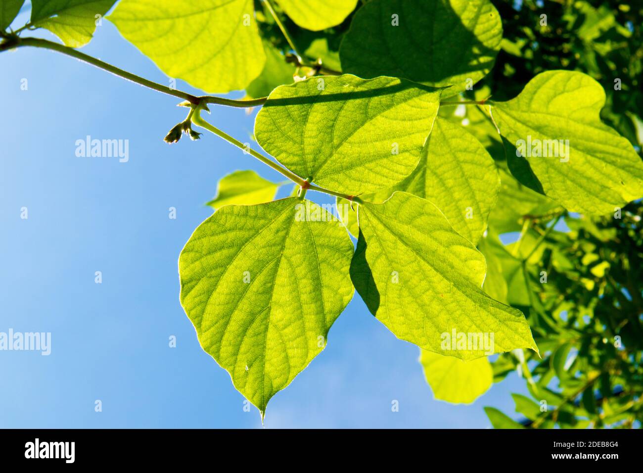Natural green leaves and blue sky wallpaper background Stock Photo - Alamy
