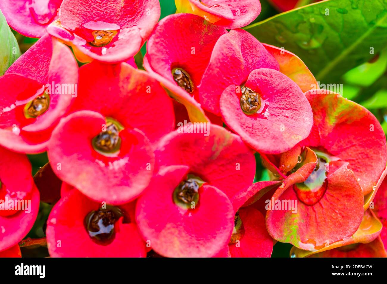 Pink Crown of thorns flowers with water drop (Euphorbia milli Desmou) Stock Photo