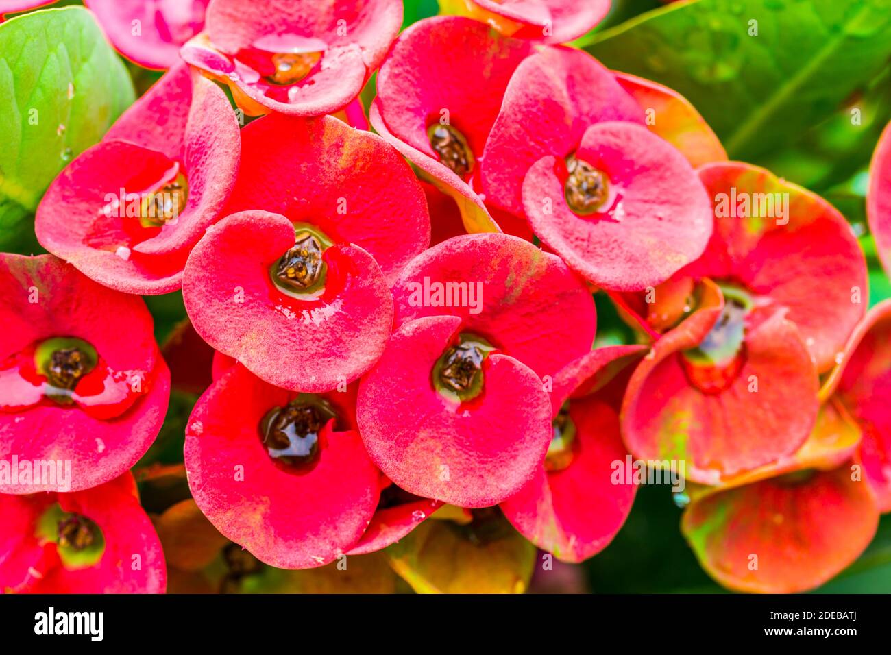 Pink Crown of thorns flowers with water drop (Euphorbia milli Desmou) Stock Photo