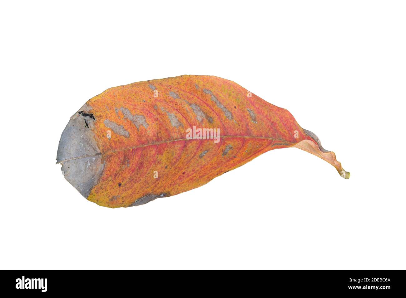 Autumn leaf isolated on white background Stock Photo - Alamy