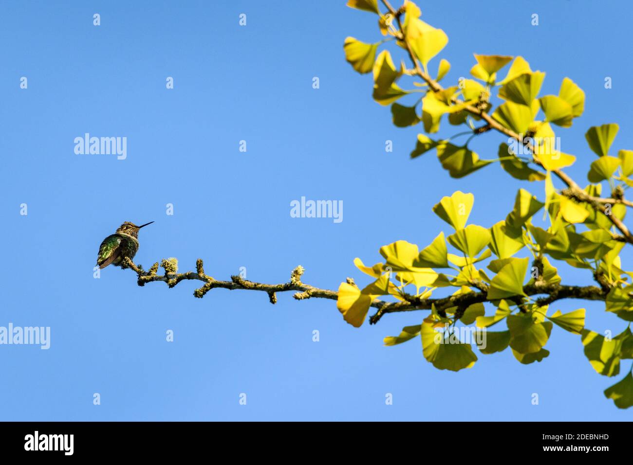 Hummingbird perched on the end of a Ginkgo Biloba tree branch against a blue sky Stock Photo