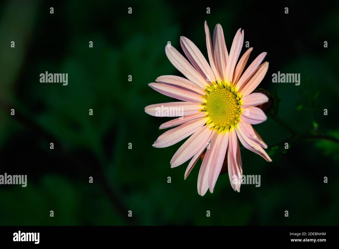 Pale orange chrysanthemum highlighted by sun blooming in a garden Stock Photo